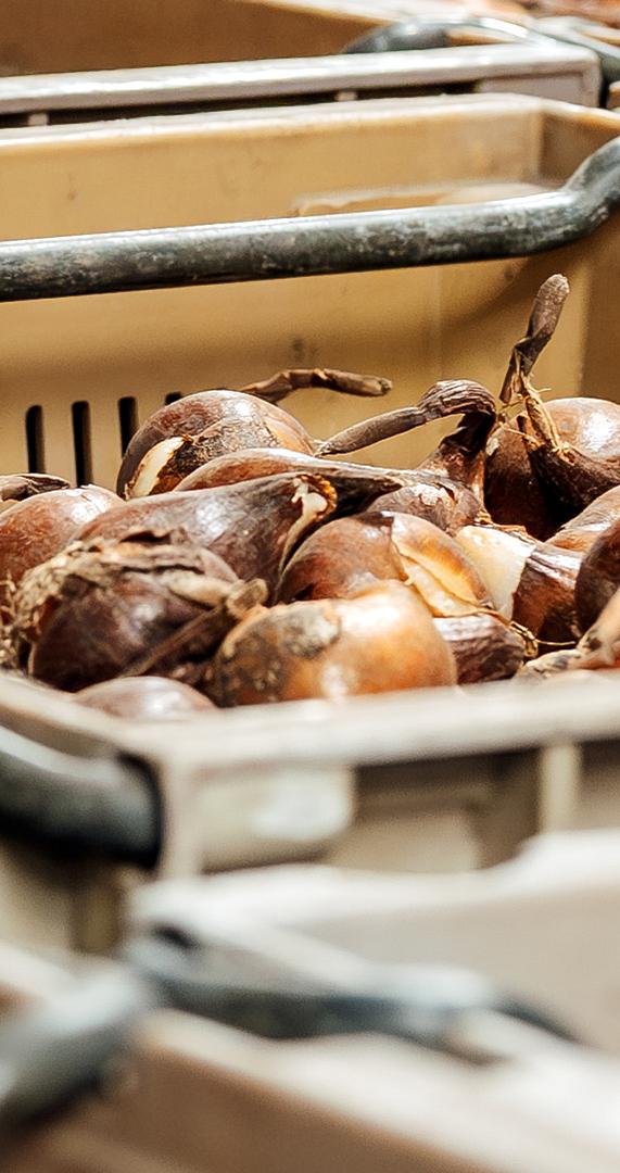 3476 lilian fotografie van dooren transport hillegom fotoshoot 2025 09 19 bewerkt website