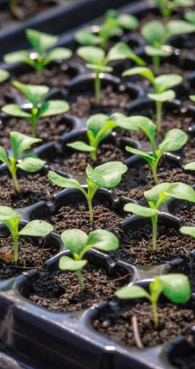 youngplants scaled e1736839528414