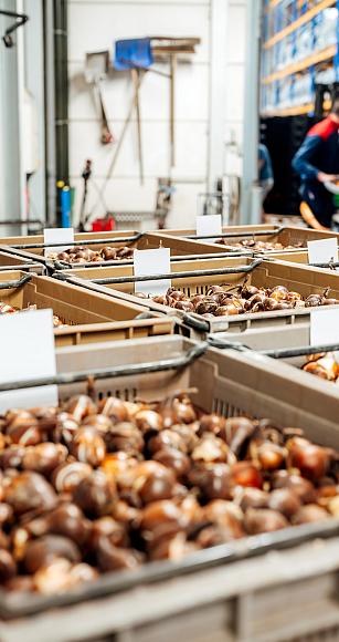 3476 lilian fotografie van dooren transport hillegom fotoshoot 2025 09 19 bewerkt