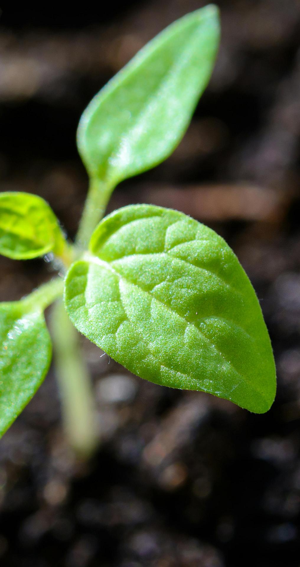 pexels asphotograpy 1002703.jpg?1774529691&focus=78.34 45